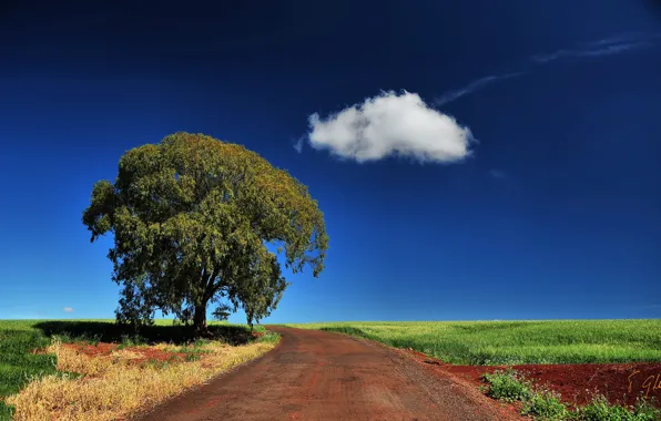 Road, field, the sky, grass, clouds, tree
