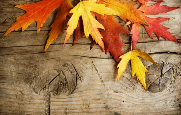 Leaves, Board, autumn leaves