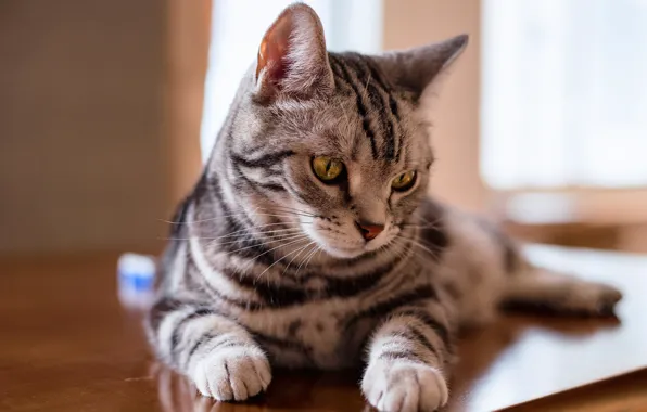 Cat, eyes, cat, look, face, light, table, grey