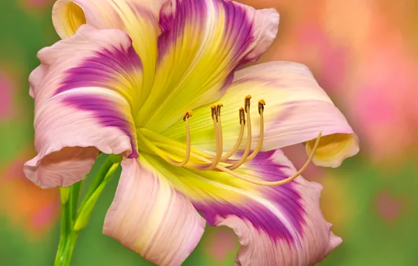 Picture macro, background, petals, stamens, daylilies