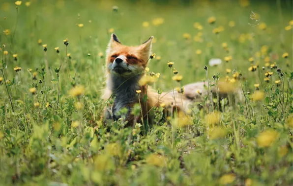 Summer, grass, flowers, Fox, basking