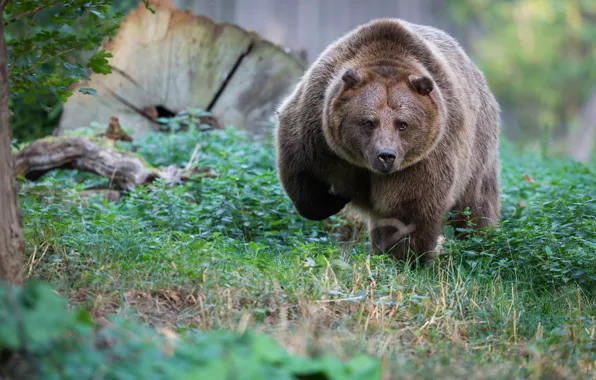 Grass, bear, bear, walk