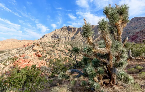 Picture desert, USA, Joshua Tree, Mojave, Mojave