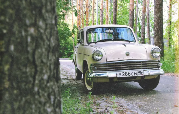 Picture greens, forest, nature, retro, film, car, Muscovite, old school