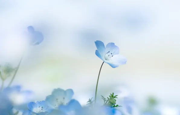 Picture flower, summer, background, petals, flower, Nemophila