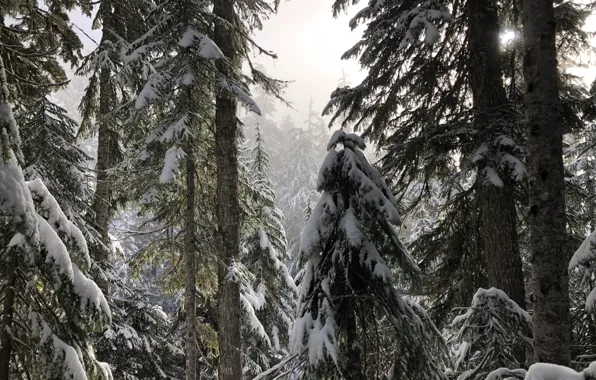 Picture winter, forest, snow, trees, nature