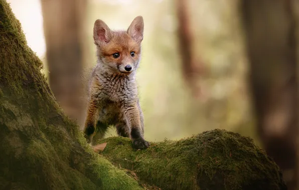 Picture nature, animal, moss, trunk, cub, Fox