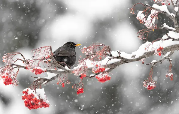 ЗИМА, ВЕТКА, ПТИЦА, ЯГОДЫ, СНЕГ