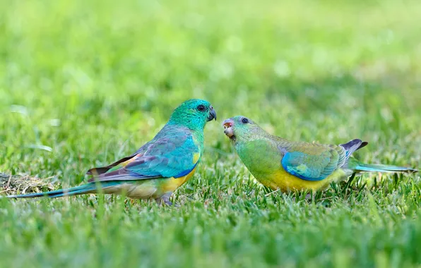 Grass, birds, glade, parrots, a couple