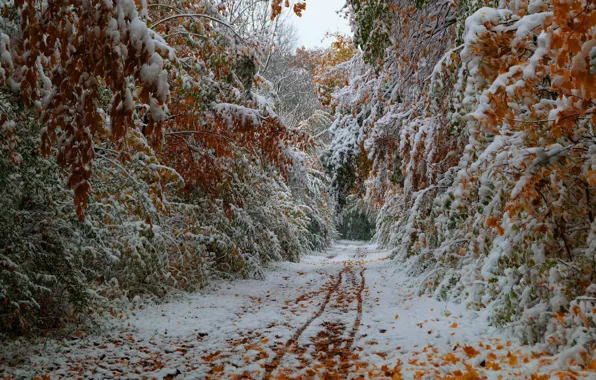 Picture Nature, Road, Trees, Snow, Forest, Leaves, Traces, Branches