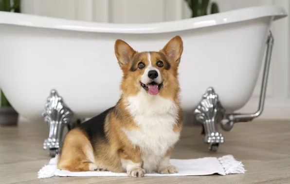 Language, dog, towel, bath, sitting, bathroom, Corgi, Welsh Corgi