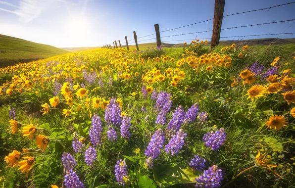 Picture summer, flowers, yellow, hills, meadow, lilac, lupins, geliantus