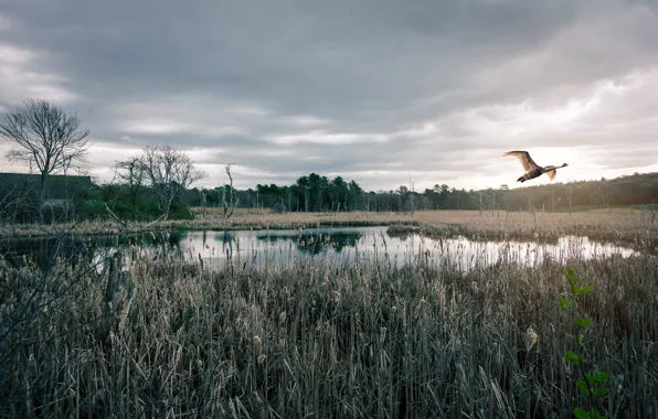 Forest, white, the sky, grass, clouds, light, trees, flight