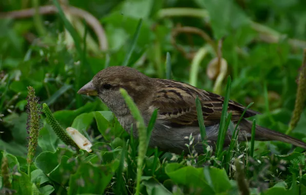 Greens, summer, grass, Sparrow, good weather