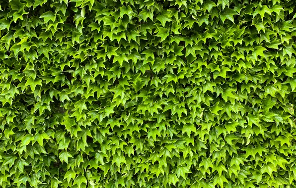 Wall, pattern, creeper, plant