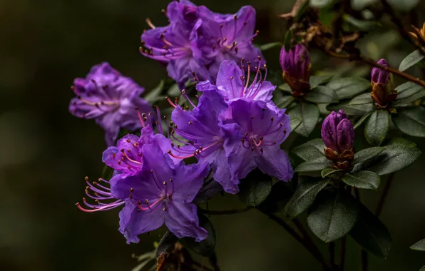 Picture leaves, flowers, branches, the dark background, lilac, Azalea, rhododendrons