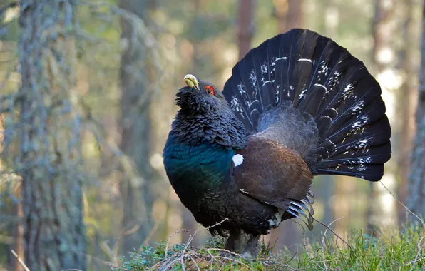 Nature, bird, Capercaillie