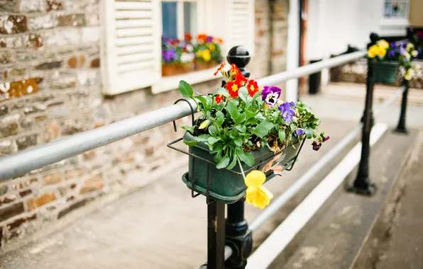 Picture macro, flowers, house, street