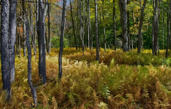 Forest, trees, nature, fern