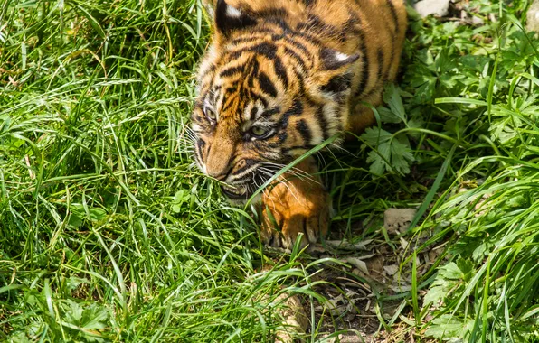 Picture cat, grass, cub, kitty, tiger