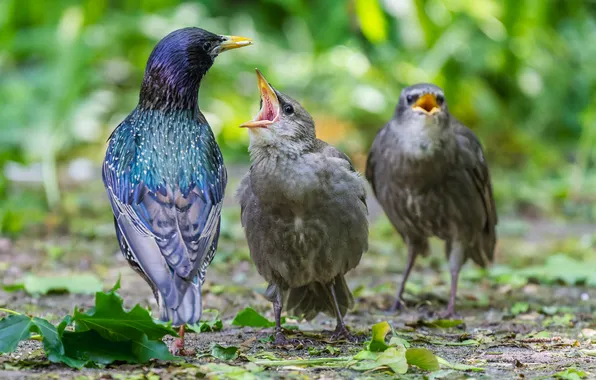 Bokeh, Starling, outdoor beak, the younger generation, starling chicks, Dam Konstantin