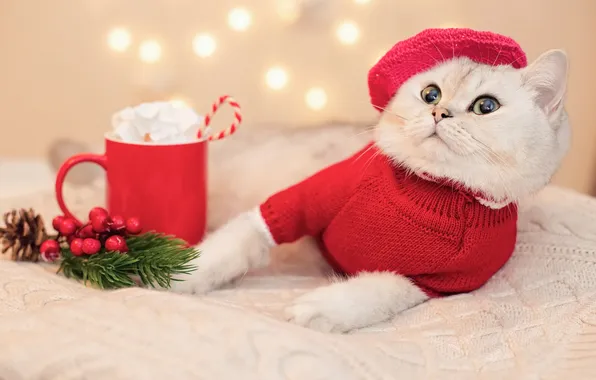 Cat, white, cat, look, lights, pose, berries, legs