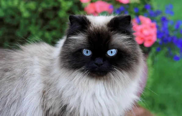 Cat, cat, look, face, flowers, nature, portrait, Siamese