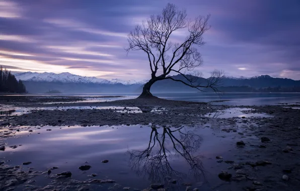 Picture the sky, clouds, trees, landscape, mountains, branches, nature, lake