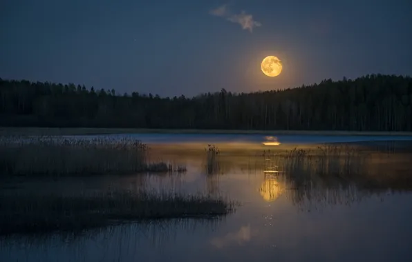 Picture forest, night, lake, the moon, shore, moonlight, the full moon, pond