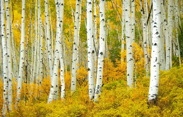Nature, Autumn, Trees, Birch