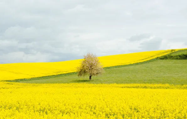 Field, trees, flowers