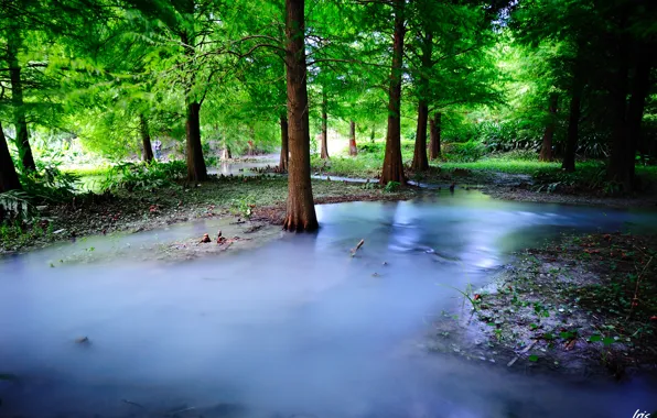 Picture forest, water, trees, nature, fog, haze