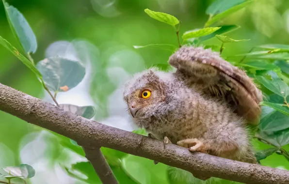 Greens, pose, tree, owl, bird, foliage, branch, chick