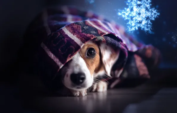 Picture look, dog, plaid, face, snowflake