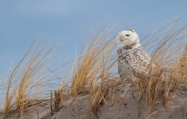 Sand, grass, owl, bird, slide, polar, snowy owl, Arctic