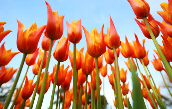 Picture the sky, petals, stem, tulips