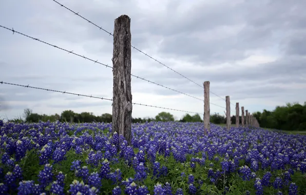 Picture flowers, nature, the fence