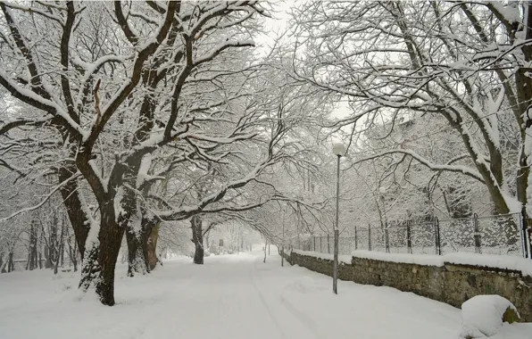 Winter, Road, Trees, Snow, Street, Frost, Winter, Frost