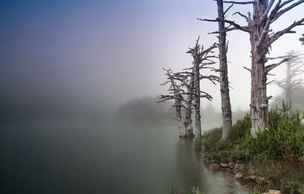 Trees, landscape, nature, fog, lake
