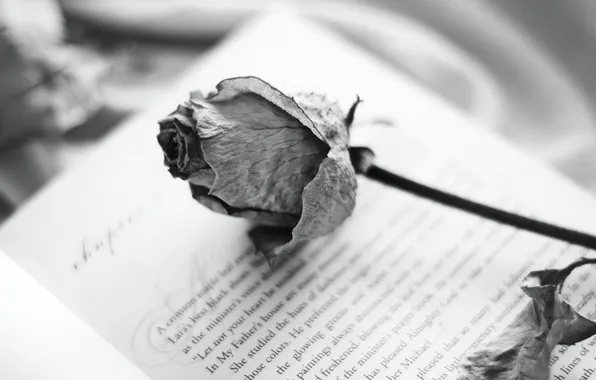 Background, rose, book