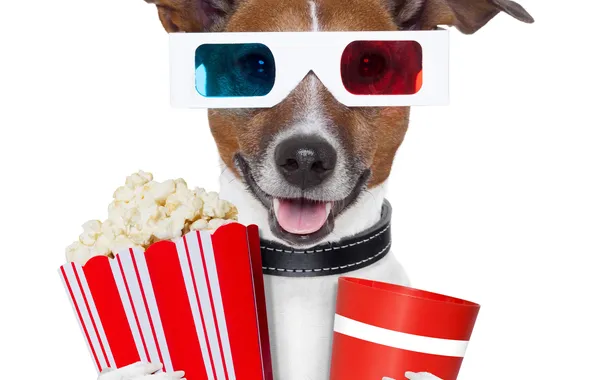Dog, glasses, drink, popcorn, 3d glasses
