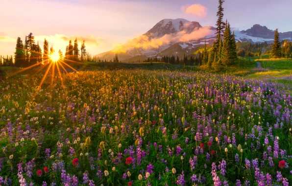 Picture the sun, rays, flowers, mountains, glade, the evening, ate