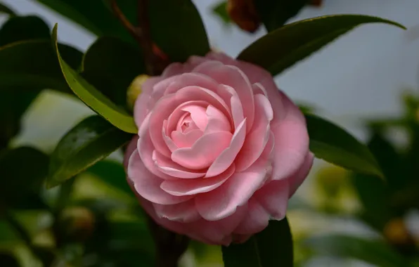 Leaves, macro, pink, Camellia