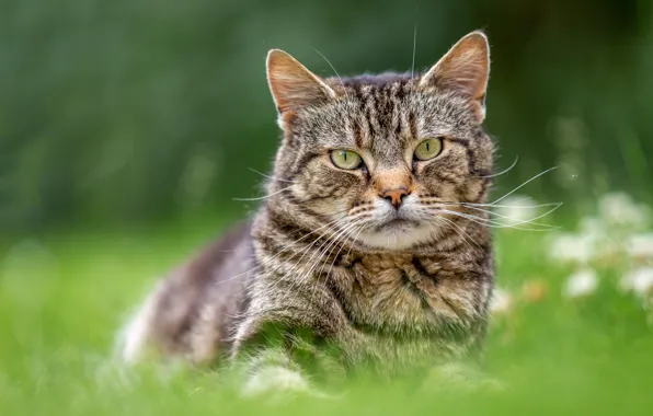 Picture cat, summer, grass, cat, look, face, nature, pose