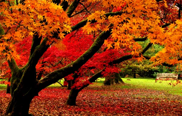 Autumn, leaves, trees, nature, Park, Nature, falling leaves, trees