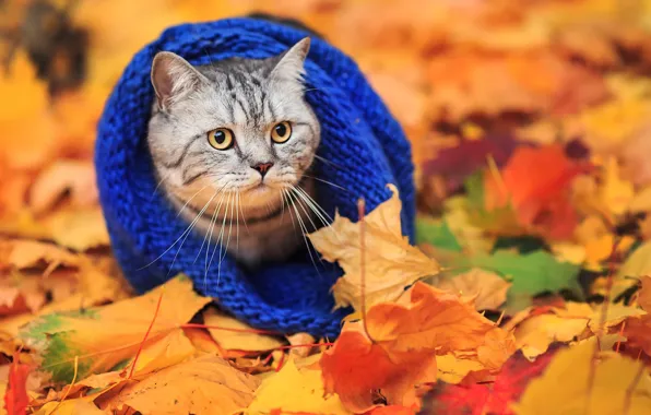 Autumn, cat, scarf