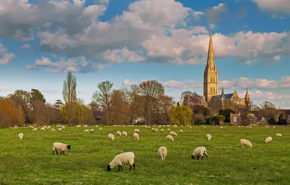 Sheep, England, Salisbury, the herd, Cathedral Of Saint Virgin Mary