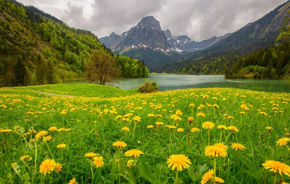Forest, flowers, mountains, lake, meadow, dandelions