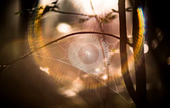 Light, nature, web