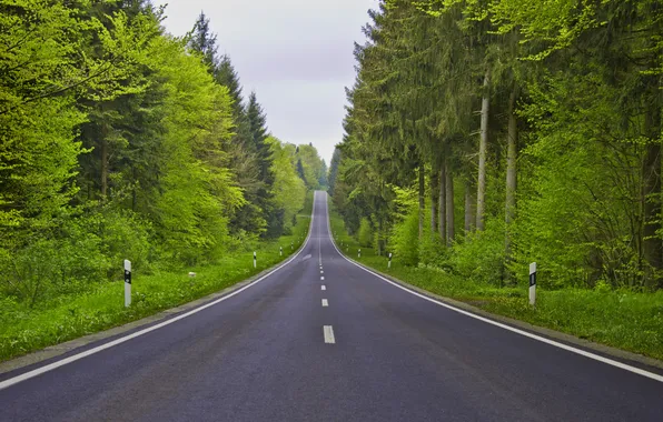 Picture road, forest, the sky, clouds, trees, landscape, nature, plants